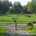 Then Again Farm / Banbury Cross Farm LLC