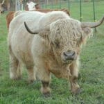 Then Again Farm / Banbury Cross Farm LLC