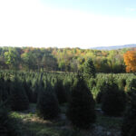 Emmerich Tree Farm