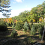 Emmerich Tree Farm