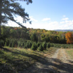 Emmerich Tree Farm