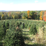 Emmerich Tree Farm
