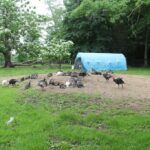 Then Again Farm / Banbury Cross Farm LLC