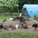 Then Again Farm / Banbury Cross Farm LLC