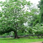 Then Again Farm / Banbury Cross Farm LLC