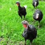 Then Again Farm / Banbury Cross Farm LLC