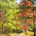 Charming Creekside Home Nestled Amongst Trees