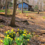 Charming Creekside Home Nestled Amongst Trees