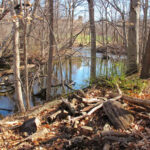 Charming Creekside Home Nestled Amongst Trees