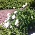 Herb Wheel Garden Herb Wheel Garden