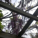 Orange County Arboretum