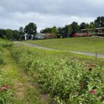 Echo Fields Echo Fields